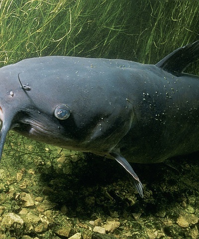 Our Guide to Catching Catfish the Easy Way