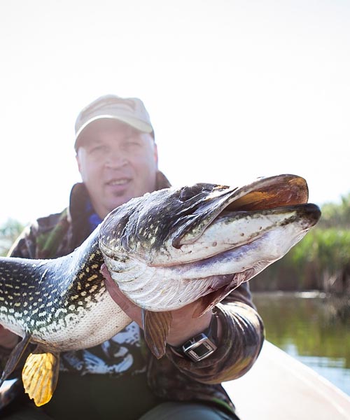 How to Catch The Daredevil That is The Northern Pike