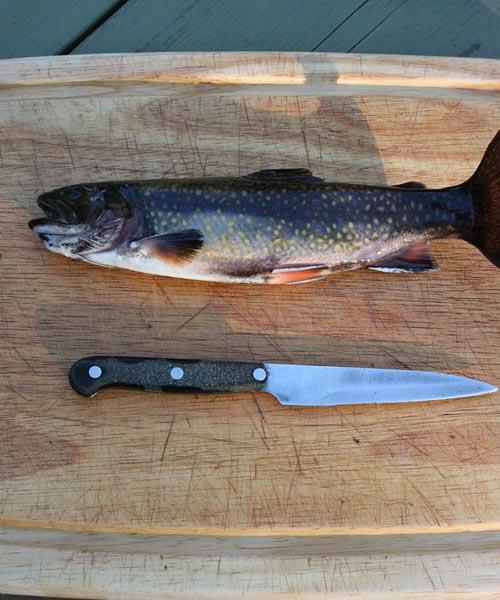 Fishing Tip 7: Landing Your Trout