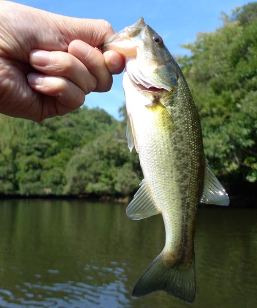 Here is How to Improve Your Pond Fishing Experiences